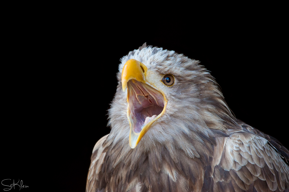 Seeadler