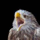 Seeadler