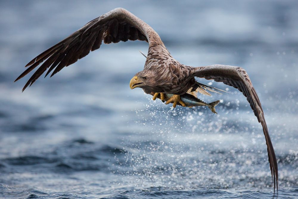 Seeadler