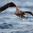 Seeadler