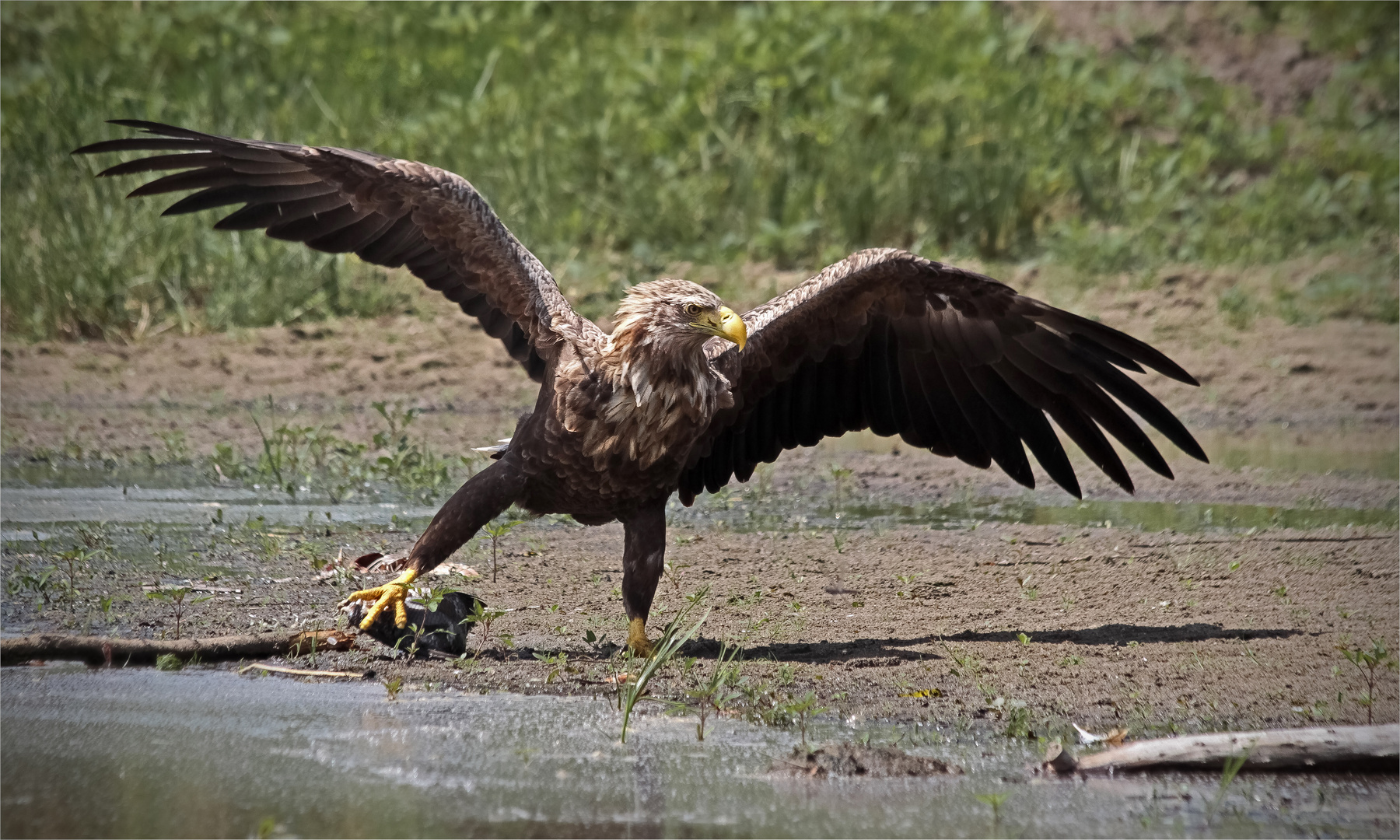 Seeadler 7