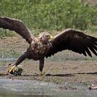 Seeadler 7