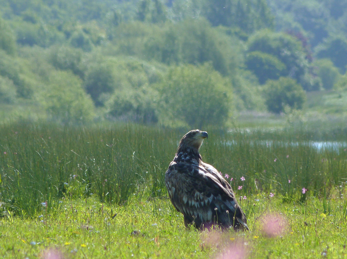 Seeadler (7)