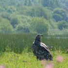 Seeadler (7)