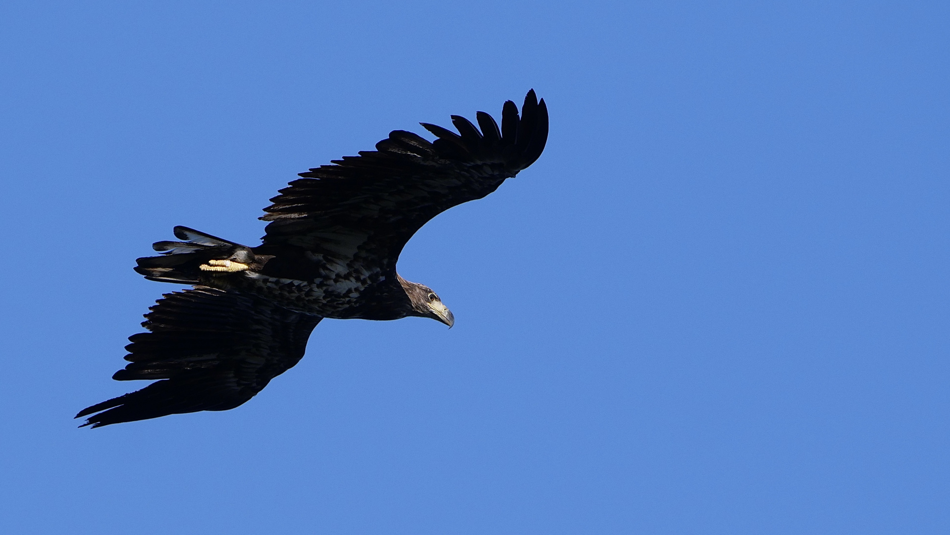 Seeadler