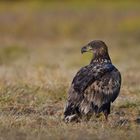 Seeadler