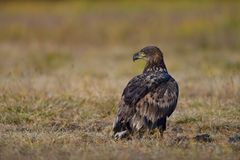 Seeadler