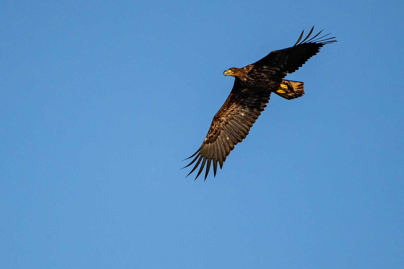 Seeadler