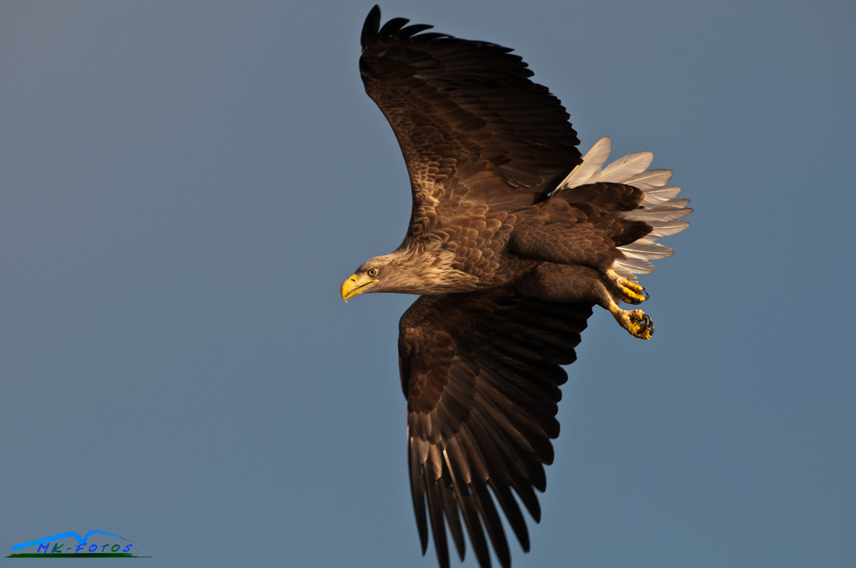 Seeadler