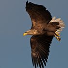 Seeadler