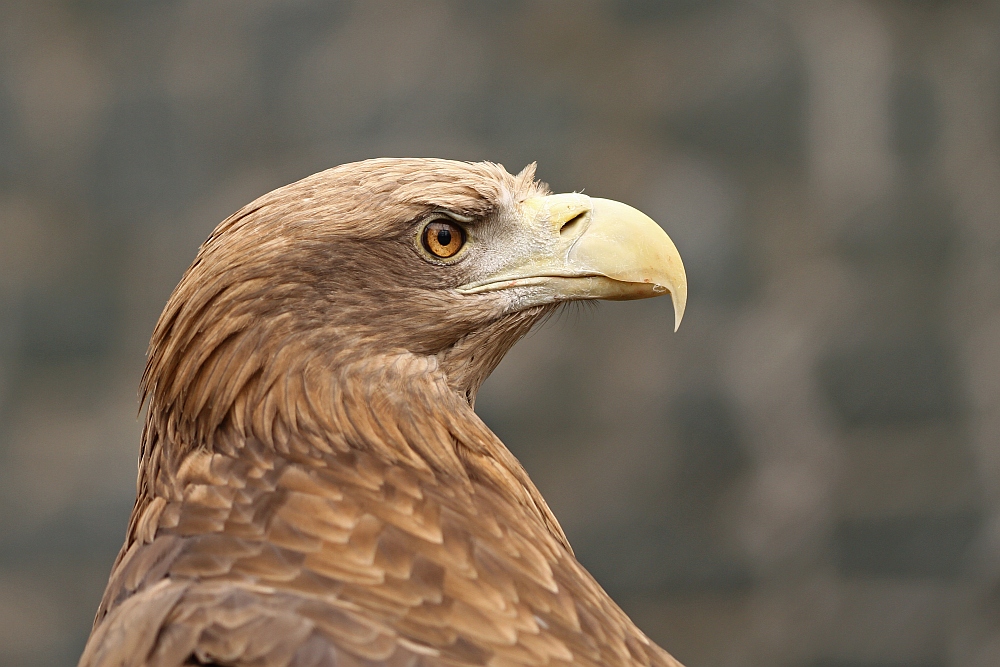 Seeadler