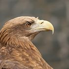 Seeadler