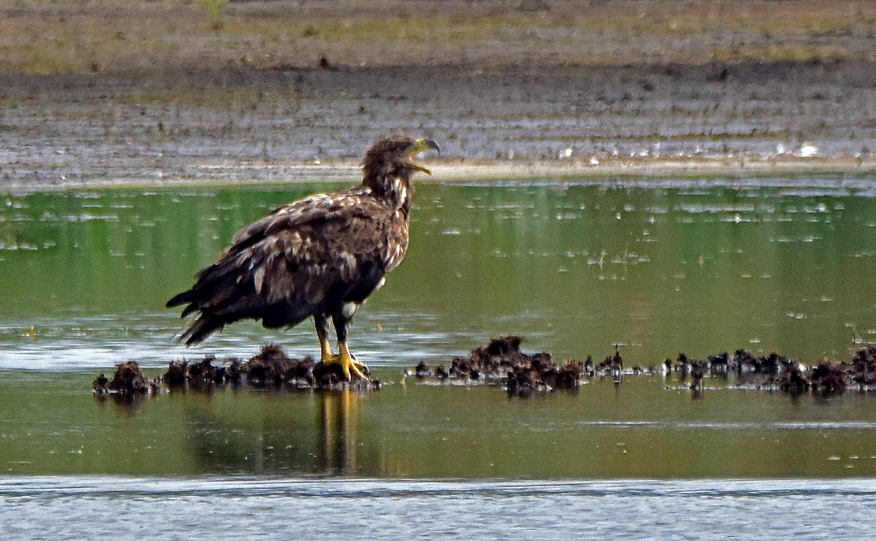 Seeadler