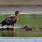 Seeadler