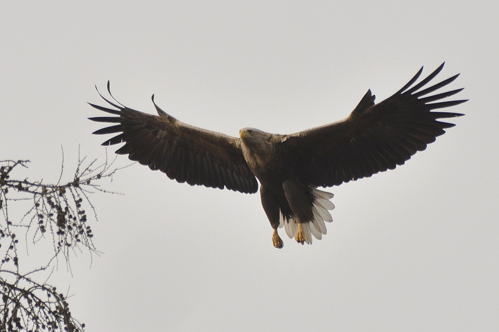 Seeadler