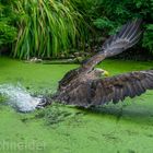 Seeadler