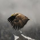 Seeadler