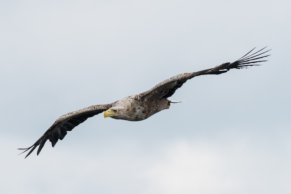 Seeadler