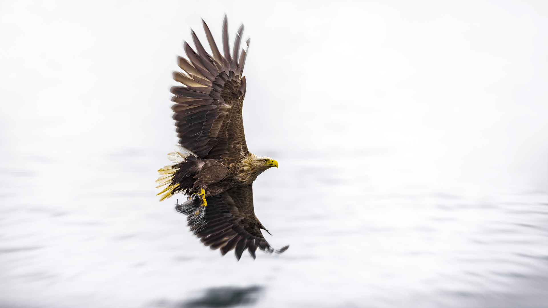 Seeadler