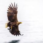 Seeadler