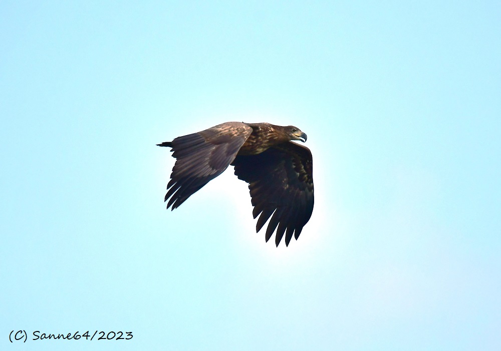 Seeadler