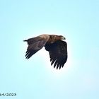 Seeadler