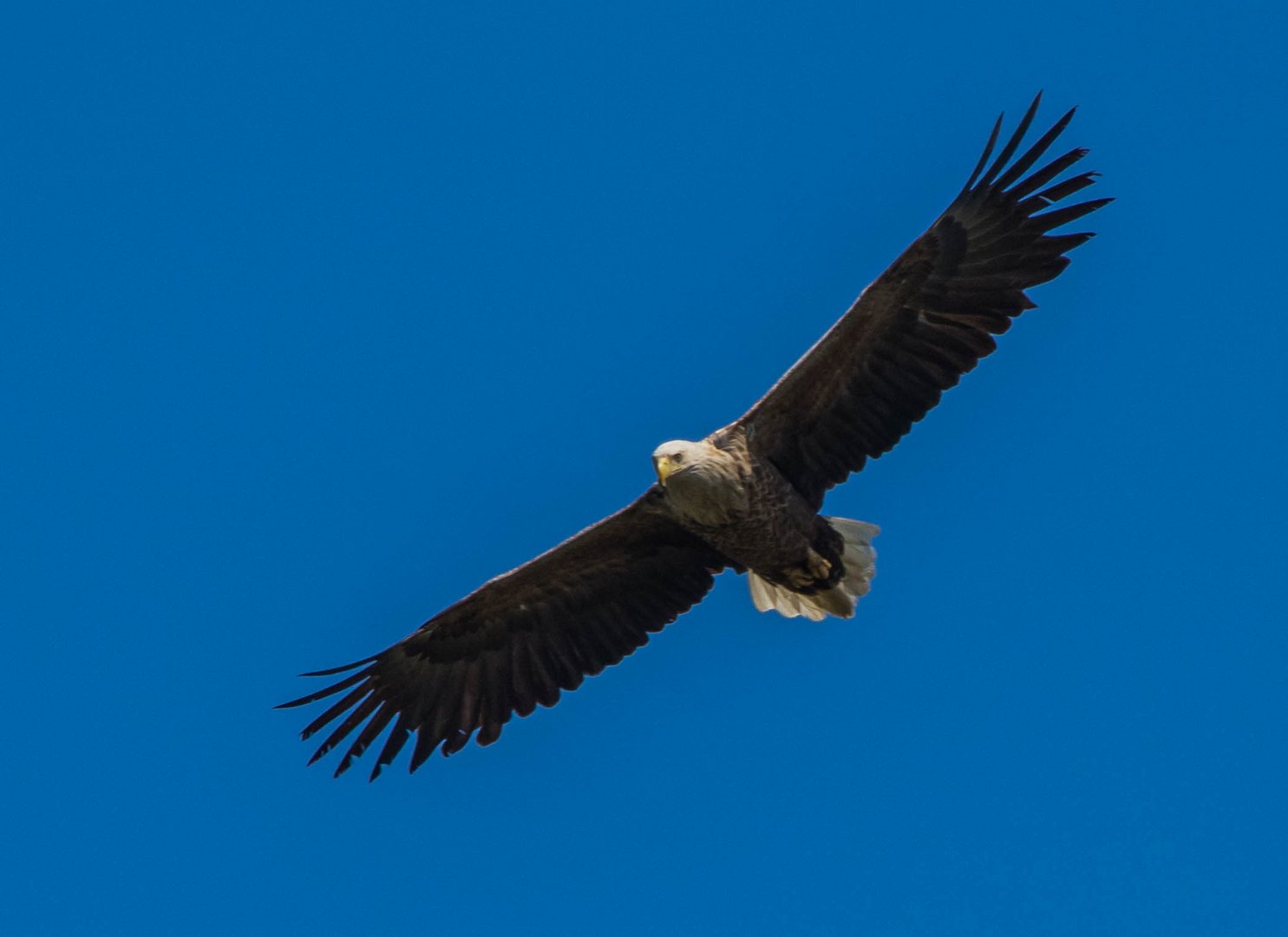 Seeadler