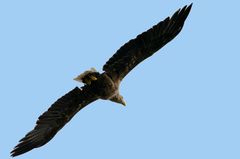 Seeadler