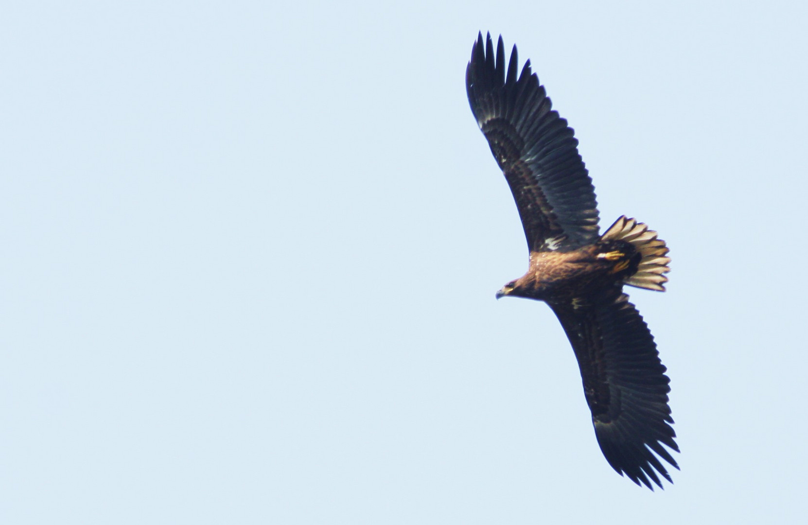 Seeadler