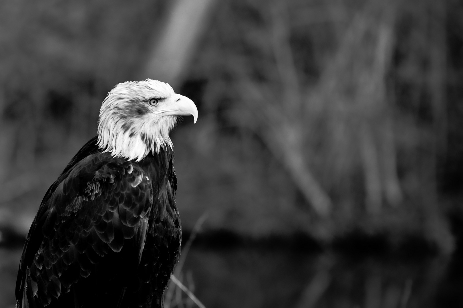 Seeadler