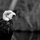 Seeadler