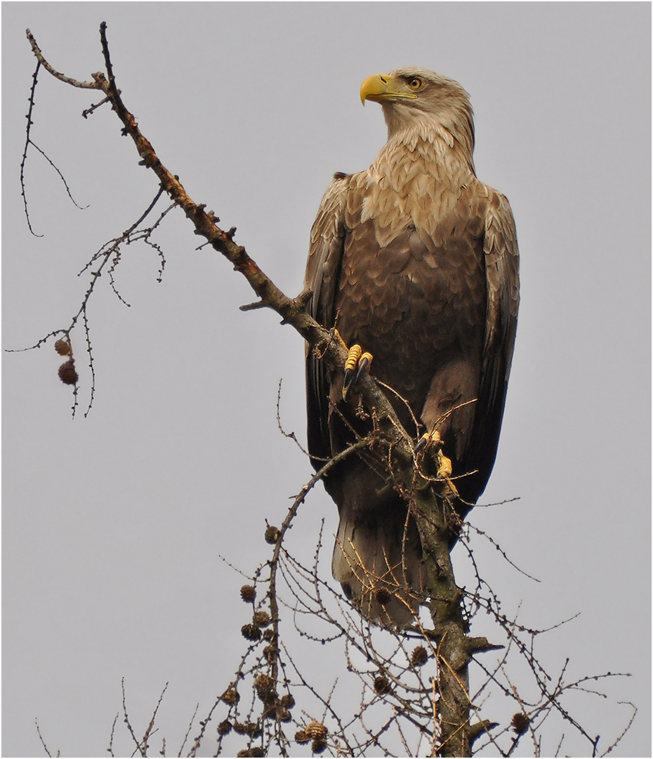 Seeadler