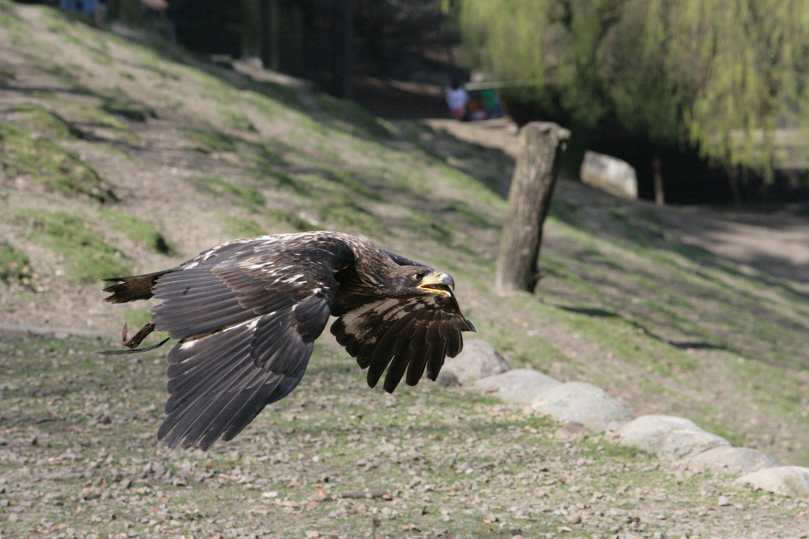 Seeadler