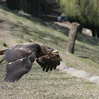 Seeadler