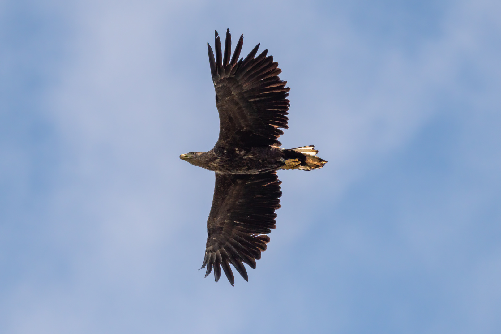 Seeadler