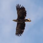 Seeadler