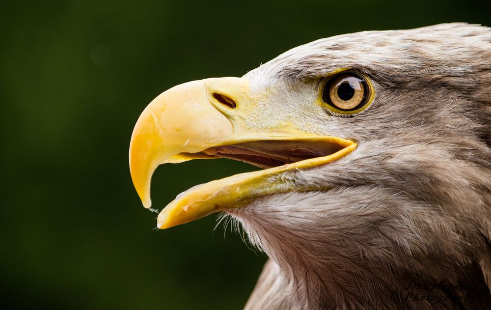 Seeadler