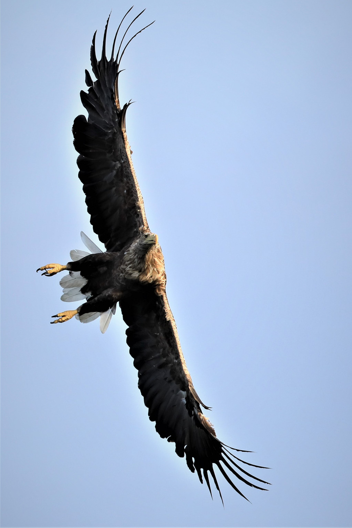 Seeadler