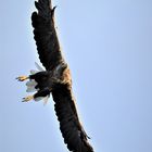 Seeadler