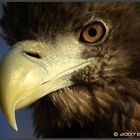 Seeadler