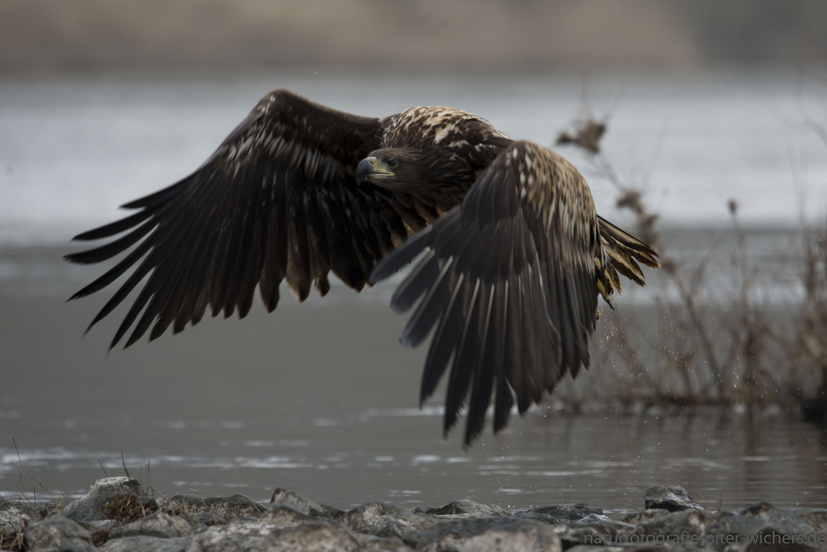 Seeadler