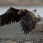 Seeadler