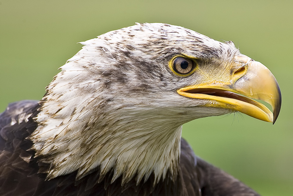 Seeadler