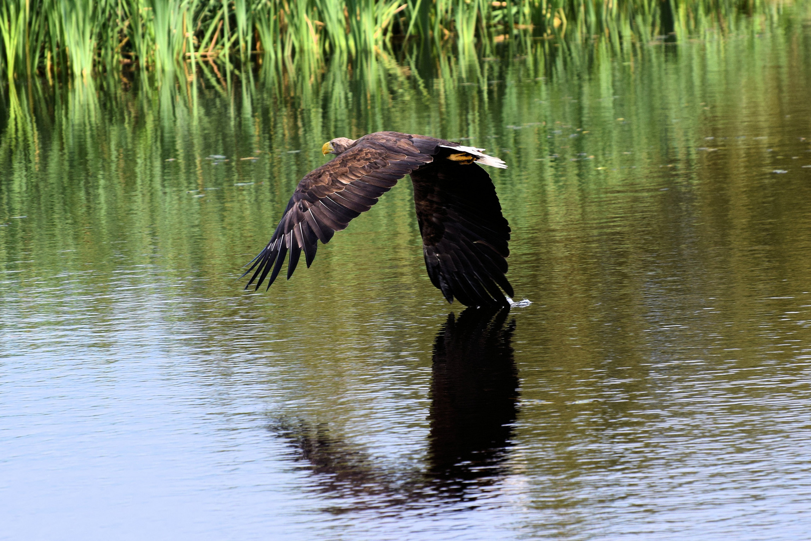 Seeadler !!