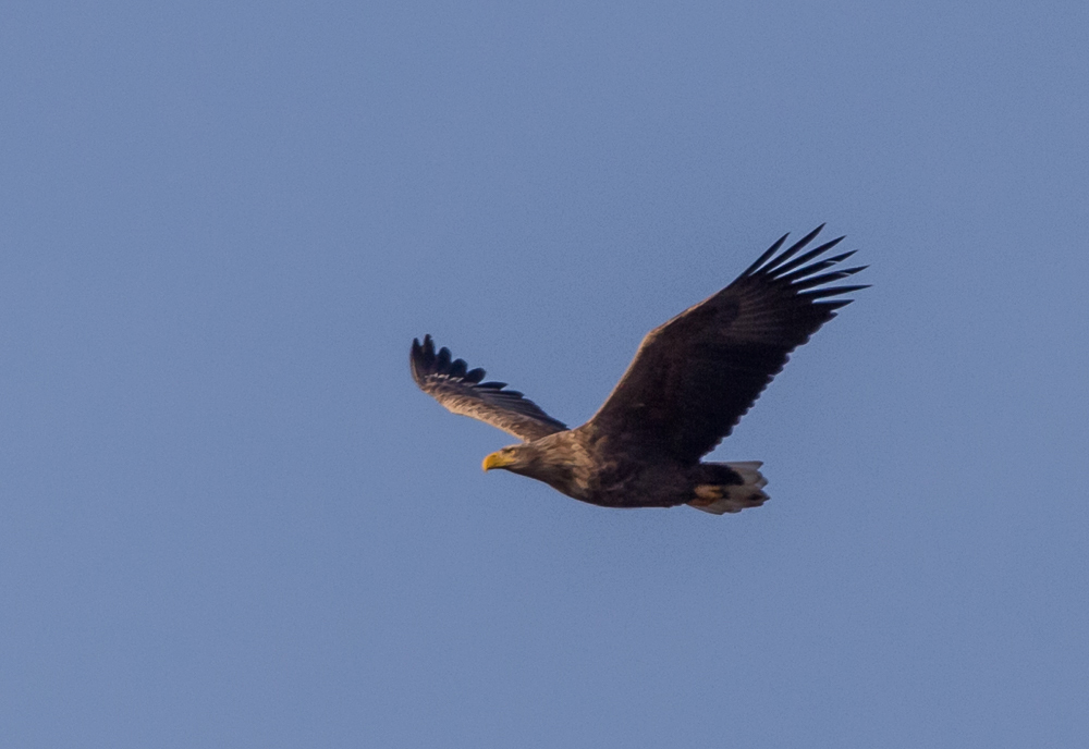 Seeadler