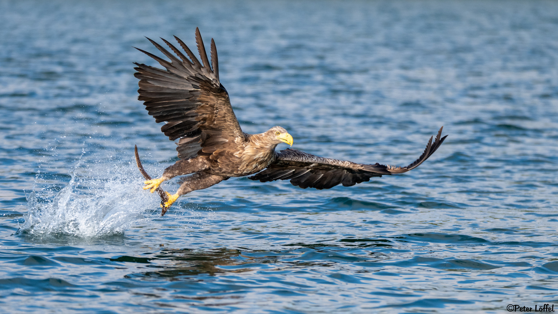 Seeadler