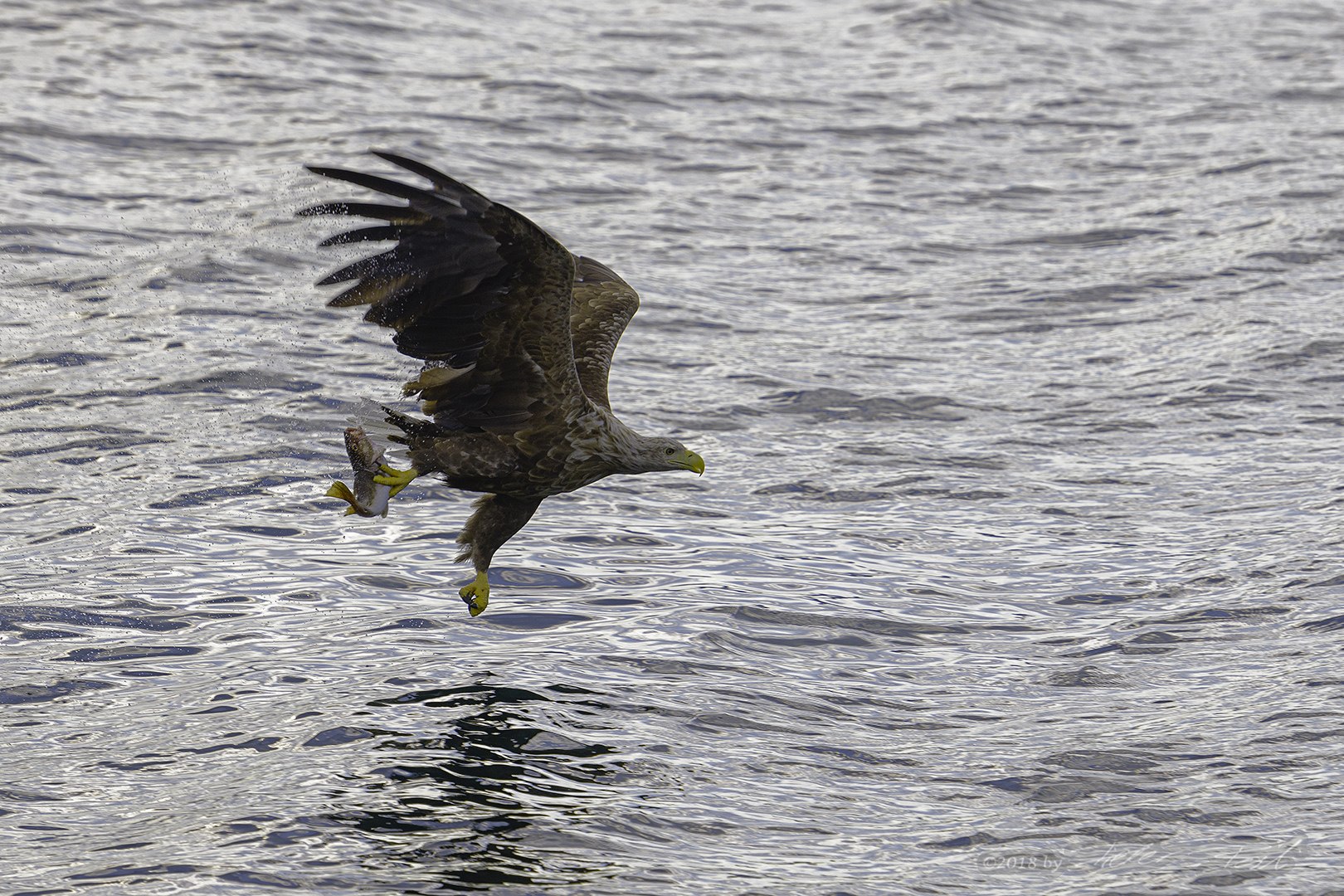 Seeadler