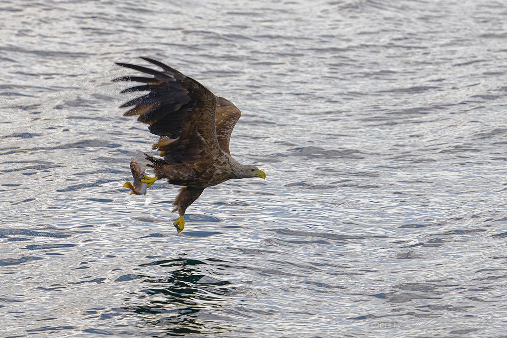 Seeadler