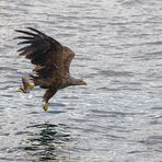 Seeadler