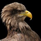 Seeadler